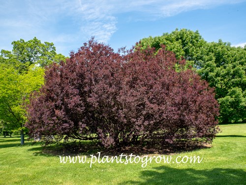 Purple Supreme Smoke Bush (Cotinus coggygria) 
This is a large specimen.  I have observed this plant being cut back to stump on a few occasions.